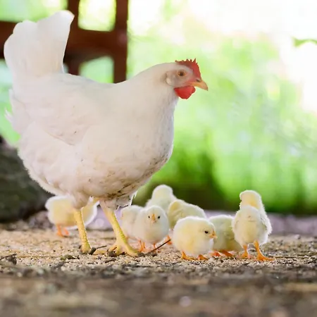Prázdninový dům Ferienbauernhof Mau