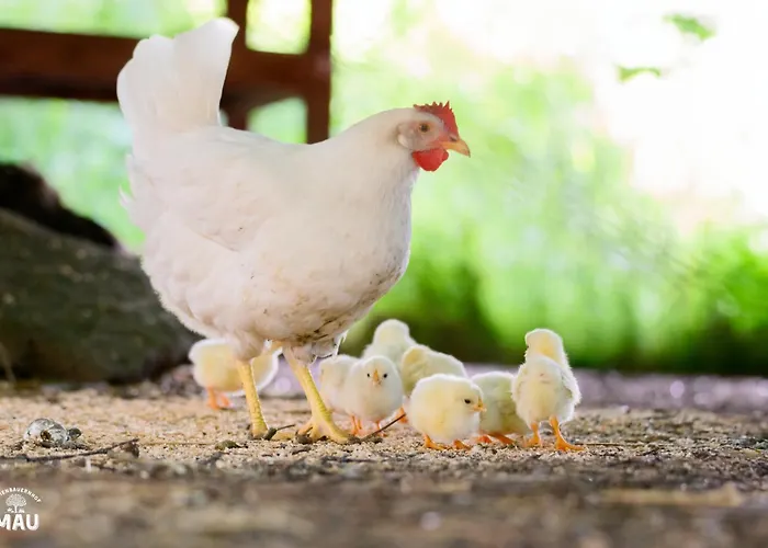 Ferienhaus Ferienbauernhof Mau
